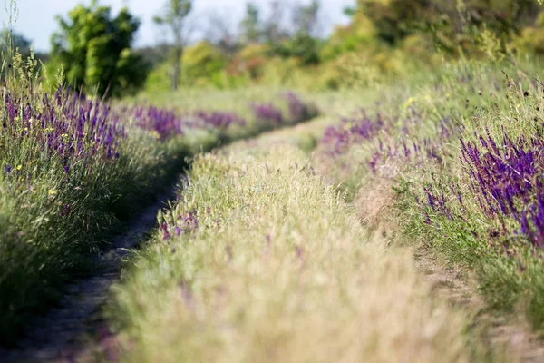 Blühende Wildblume - Wiesenblume. schönes Feld mit unscharfem Hintergrund — Stockfoto