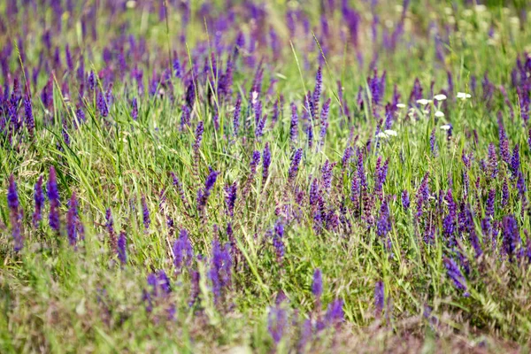 Bloeiende wild flower - weide bloem. Mooi gebied met vervaging achtergrond — Stockfoto