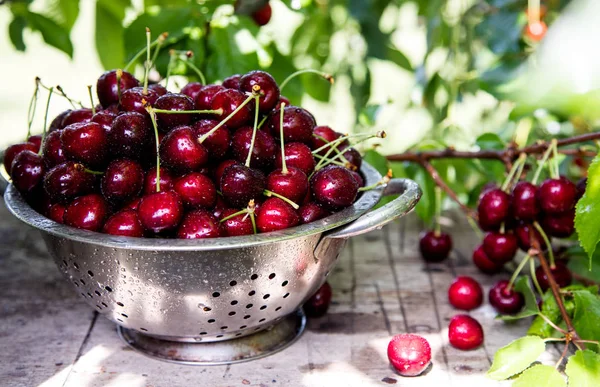 Cherry korg. körsbär trädgren. färska mogna körsbär. — Stockfoto