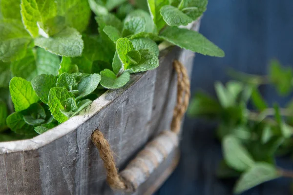 Fresh mint leaves herb. selective focus, copy space — Stock Photo, Image