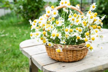 Papatya çiçek sepeti. Bahçedeki papatya sepeti