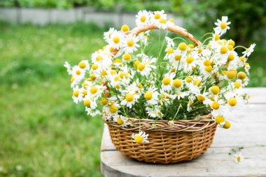 Papatya çiçek sepeti. Bahçedeki papatya sepeti