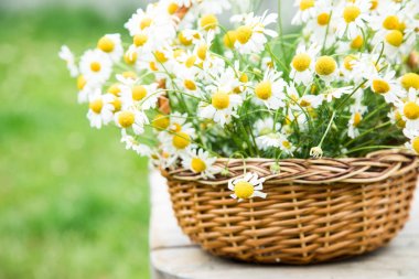 Papatya çiçek sepeti. Bahçedeki papatya sepeti