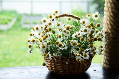 Papatya çiçek sepeti. Bahçedeki papatya sepeti