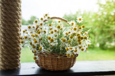 Papatya çiçek sepeti. Bahçedeki papatya sepeti