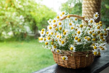 Papatya çiçek sepeti. Bahçedeki papatya sepeti