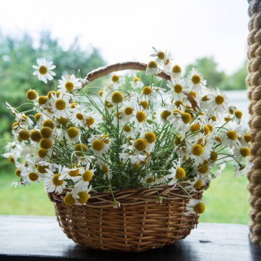 Papatya çiçek sepeti. Bahçedeki papatya sepeti