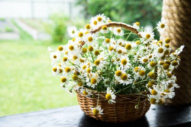 Papatya çiçek sepeti. Bahçedeki papatya sepeti