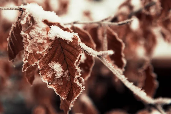 Folhas de outono bonitas na primeira neve. folhas congeladas . — Fotografia de Stock