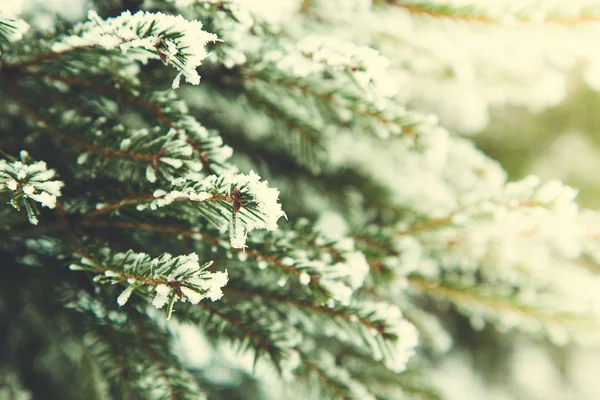 Fond d'hiver. Branche de sapin sur neige. Neige et sapin de Noël — Photo