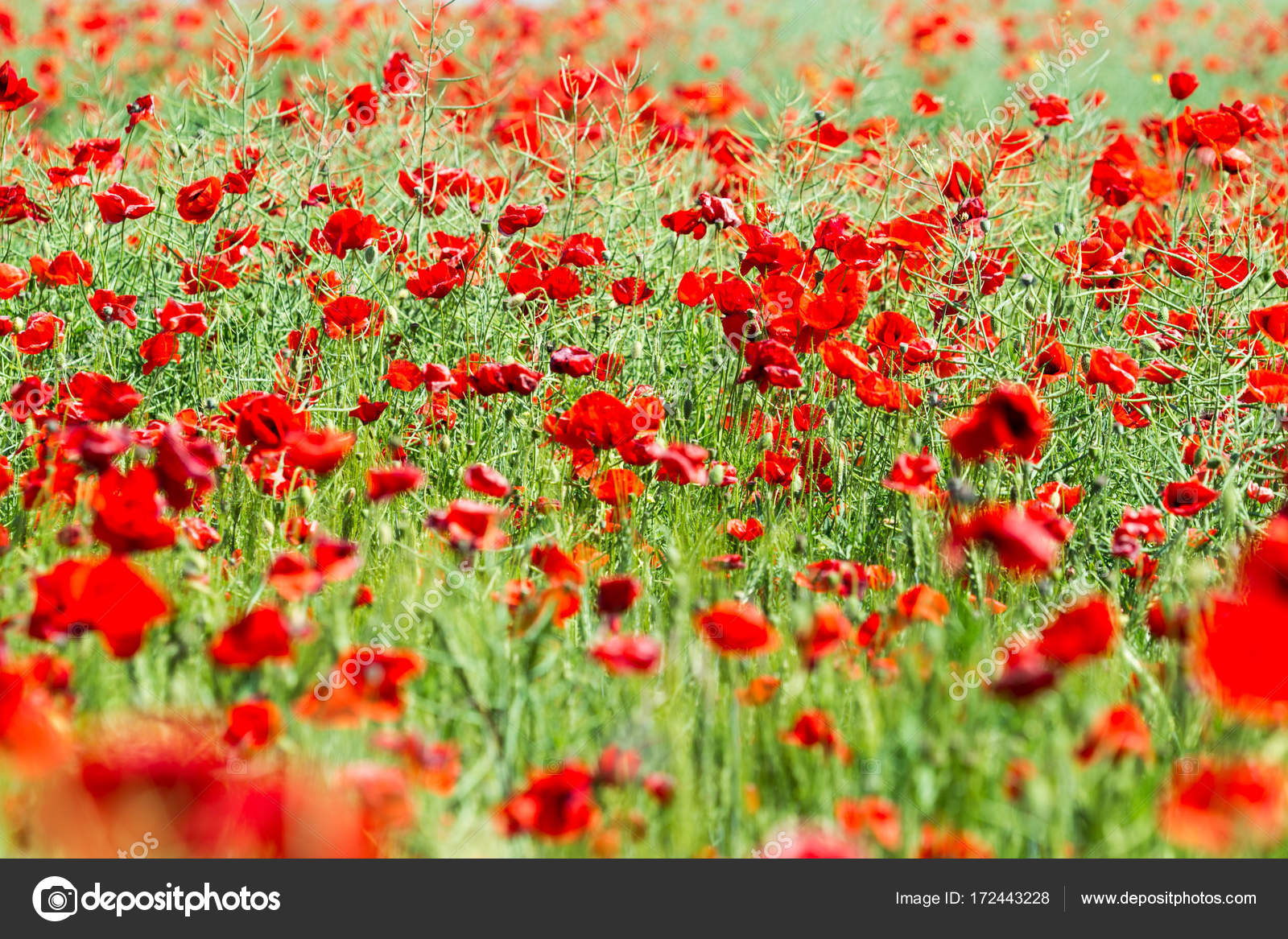 Poppy Field Flowers Background Beautiful Field Of Red Poppies Stock Photo Image By C G Ivanna Ukr Net