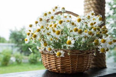 Papatya çiçek sepeti. Bahçedeki papatya sepeti