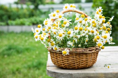 Papatya çiçek sepeti. Bahçedeki papatya sepeti