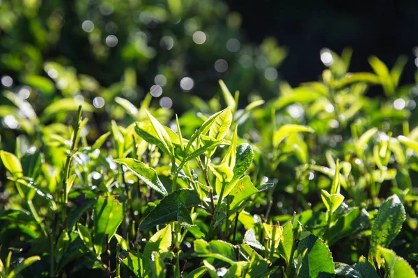 Green tea leaves in a tea plantation in morning. closeup green t