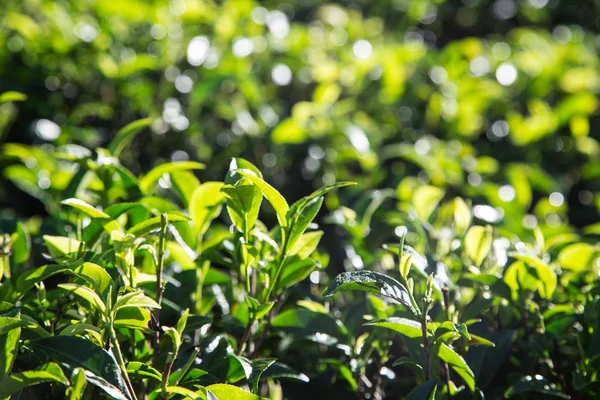 Green tea leaves in a tea plantation in morning. closeup green t