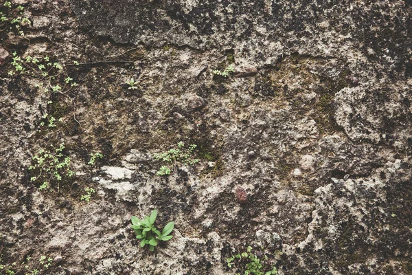 Sten eller rock bakgrund och textur, natursten. Stone backg — Stockfoto