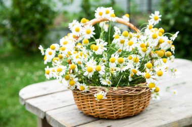 Papatya çiçek sepeti. Bahçedeki papatya sepeti