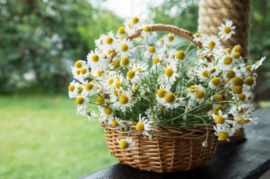 Papatya çiçek sepeti. Bahçedeki papatya sepeti