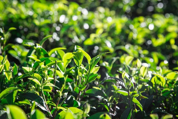 Green tea leaves in a tea plantation in morning. closeup green t