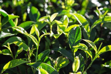 Yeşil çay çay plantasyon içinde sabah kalkıyor. closeup yeşil 
