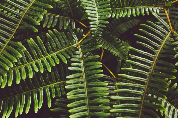 Grönt löv bakgrund. Bakgrund med mörk grön tropisk lämna — Stockfoto