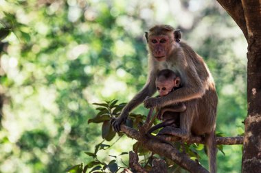 Şirin bebeği ile orman arka planda ile anne maymun