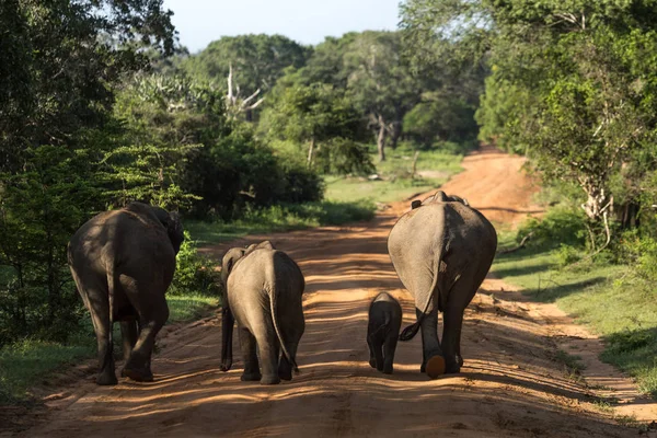 Elephant Family in Sri Lanka Game Park crossing street. elephant