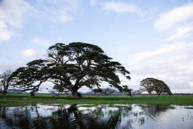 Bir göl, bir ağaç ve dağlar ile güzel bir manzara. Orman 