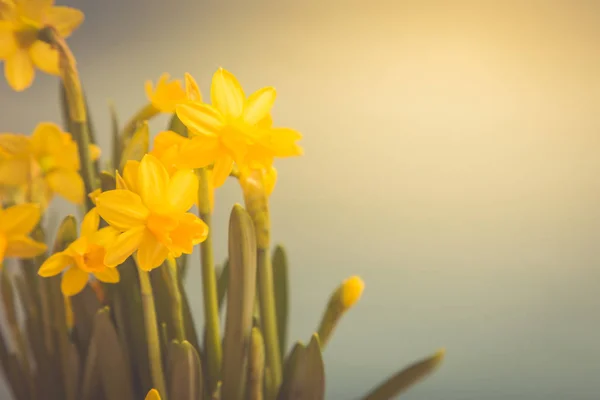 Καταπληκτικά Daffodils κίτρινο λουλούδια στο καλάθι. εικόνας για άνοιξη ba — Φωτογραφία Αρχείου