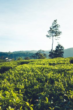 Yeşil çay çay tarlaları üzerinde bırakır. Seçici yumuşak odak. taze