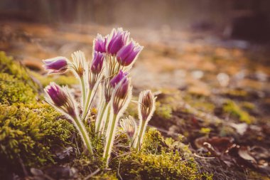  Bahar Pasque çiçekleri. Bahar mevsimi. Güzel mor akışı