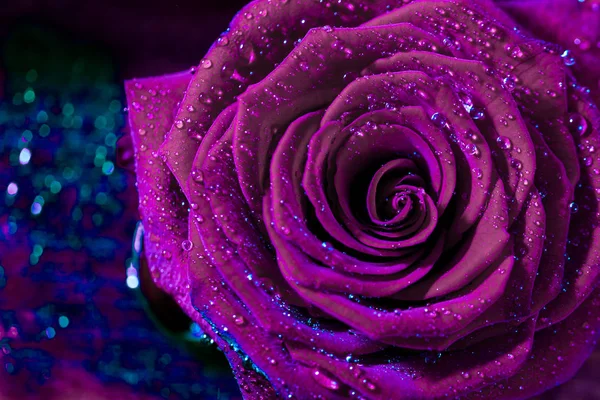 A close up macro shot of a ultraviolet rose. Macro Flower Backgr — Stock Photo, Image