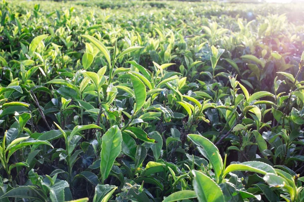 Foglie di tè verde sulle piantagioni di tè. fresco — Foto Stock