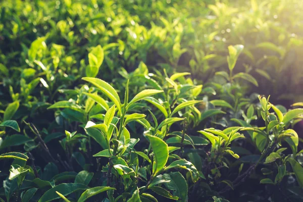 Green tea leaves on tea plantations.Selective soft focus.  fresh