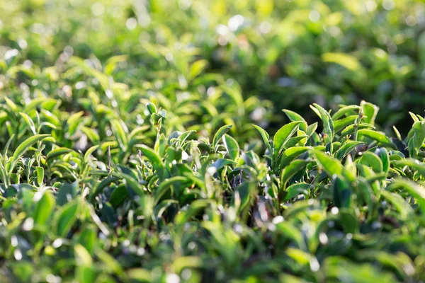 Green tea leaves on tea plantations.Selective soft focus.  fresh