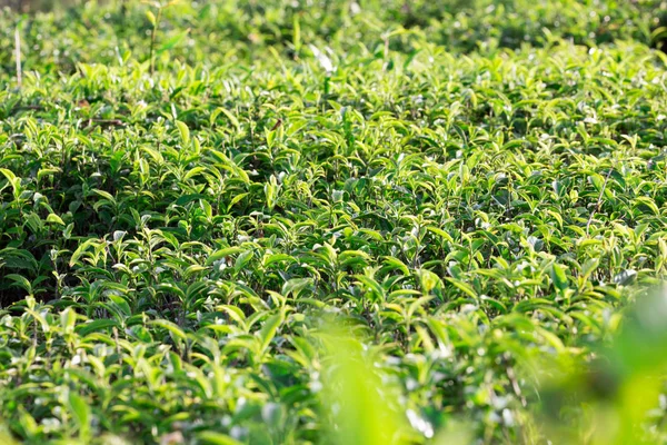 Green tea leaves on tea plantations.Selective soft focus.  fresh