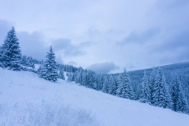 Soğuk ağaçlı kış ormanı, hava manzaralı / drone manzaralı 