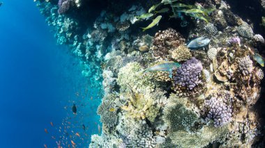 Kızıl Deniz 'deki mercan kayalıkları, Mısır. Balıklarla dolu sualtı manzarası 