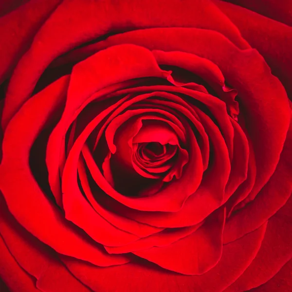 Beautiful close up red rose background. Valentines Day backgroun — 스톡 사진
