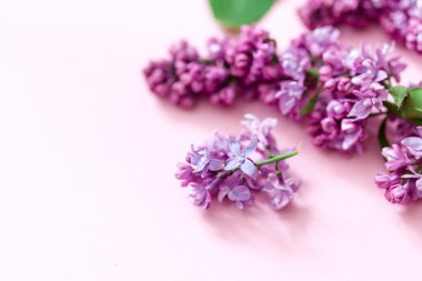 Bahar çiçekleri. Pembe arka planda çiçek açan leylak dalları çerçevesi. Üst Manzara. metin için yer /