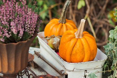 Tablo kutusunda turuncu küçük kabak 