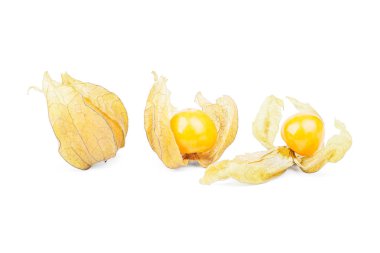 Böğürtlen Burnu, beyaz arka planda izole edilmiş bitki örtüsü.