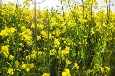 Mavi gökyüzü arka plan ile çiçeklenme kolza tohumu