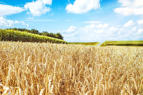 Beyaz bulutlu buğday tarlası ve gökyüzü