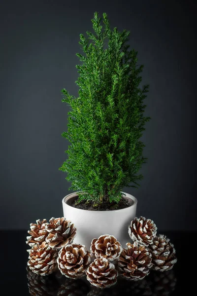Kleine groene cypress in de cup met de kegels op een donkere achtergrond — Stockfoto