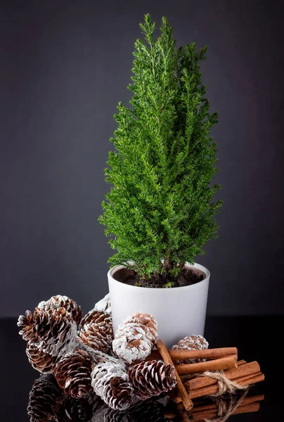 Kleine groene cypress in de cup met kegels en kaneelstokjes, gebonden met jute touw op een donkere achtergrond — Stockfoto