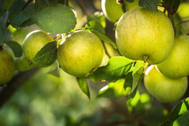 Elma elma ağacı dalı. Seçici odak.