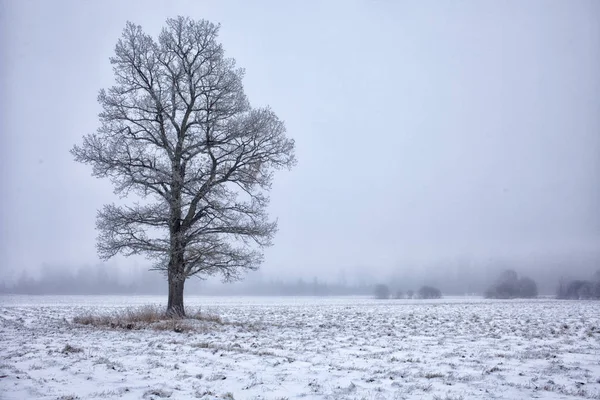 Albero solitario nel campo innevato — Foto Stock