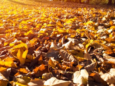 Yere düşen sonbahar yaprakları