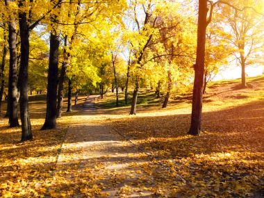 Güneşli bir sonbahar gününde düşen yapraklar ile Park